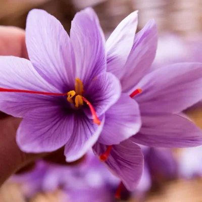 Amazing and Rich Properties of Saffron